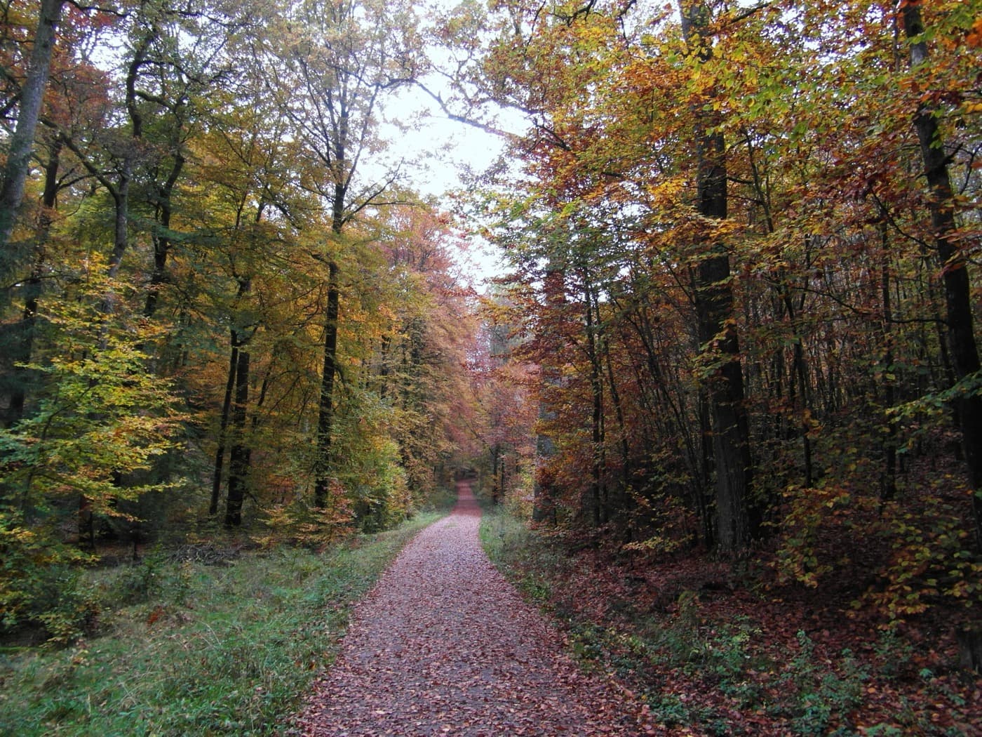 A quiet autumn forest path, leaves fallen, light filtering through the canopy